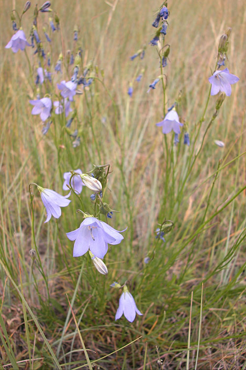 Bluebells