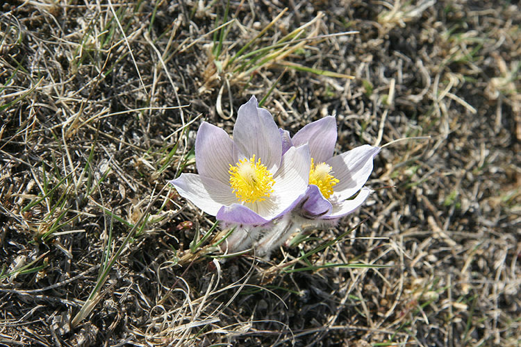 crocus...