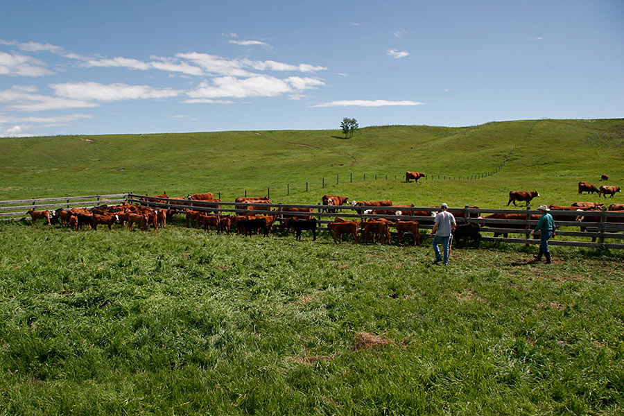 Branding day at Twocreek...