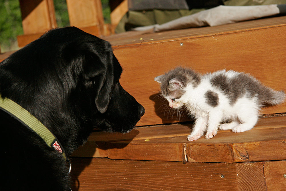 there mother had somehow disappeared...