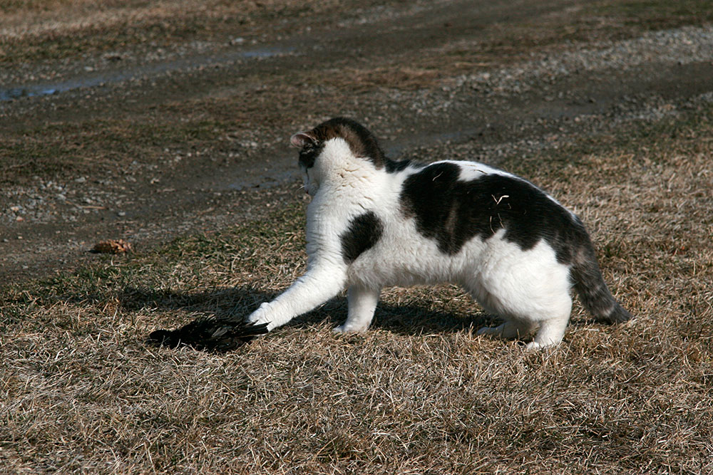 "Belle" with a bird the cats caught...