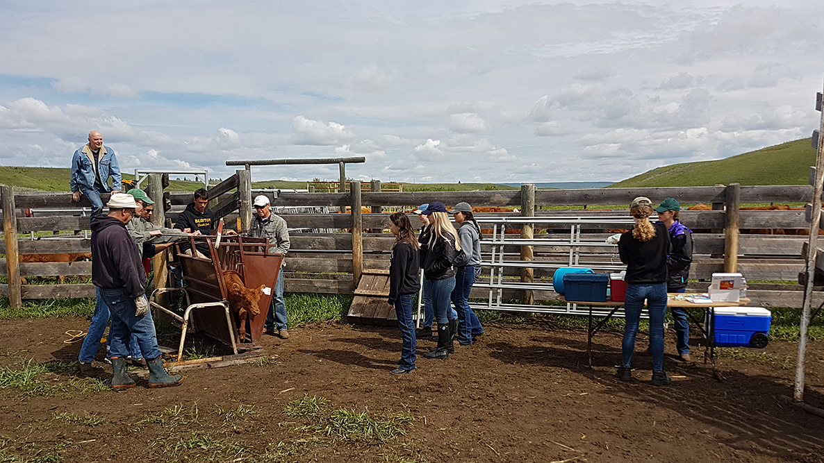 Ear Tagging Calves, 8 June 2019, TwoCreek Alberta