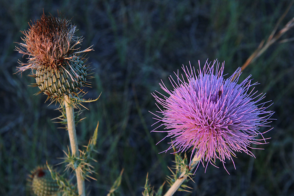 thistles...