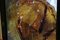fossilized feather in Amber, 100 million years old...