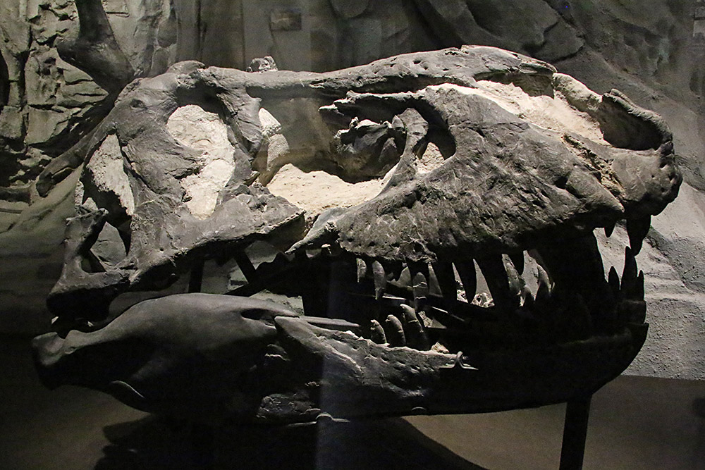 Tyrannosaurus Rex skull...