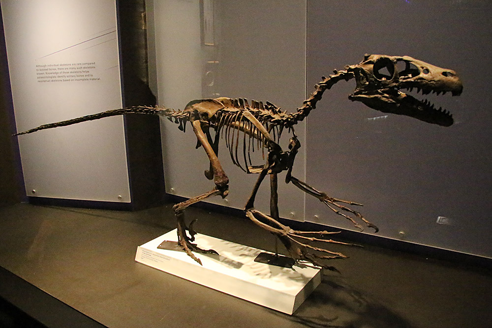 Dromaeosaurus albertensis, 75 Million years old...