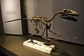 Dromaeosaurus albertensis, 75 Million years old...