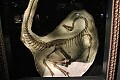Ornithomimus, 65 Million years old...