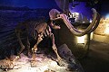 recent Mammoth skeleton, 14,000 years old...