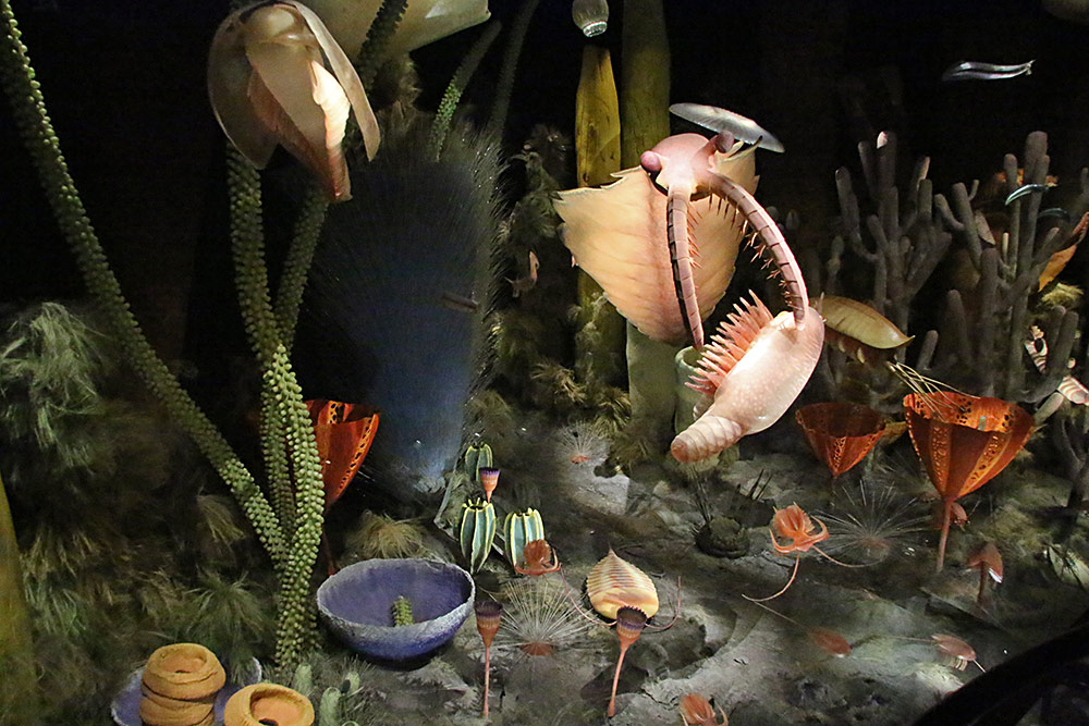 Burgess Shale reconstruction, 500 Million years ago...