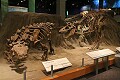 Tyrrell museum...
