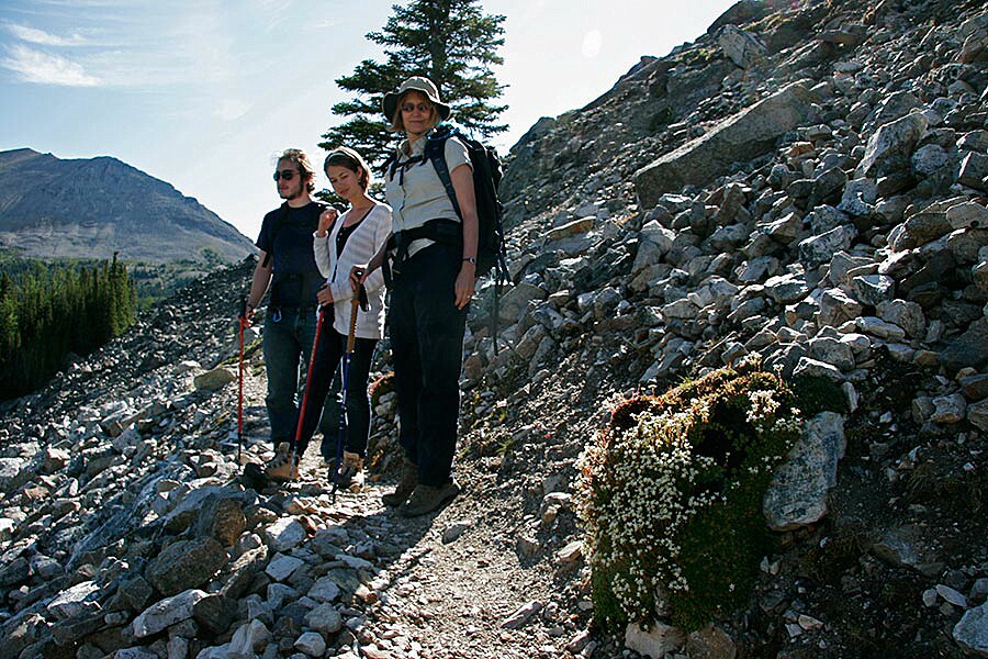 saxifraga in bloom...