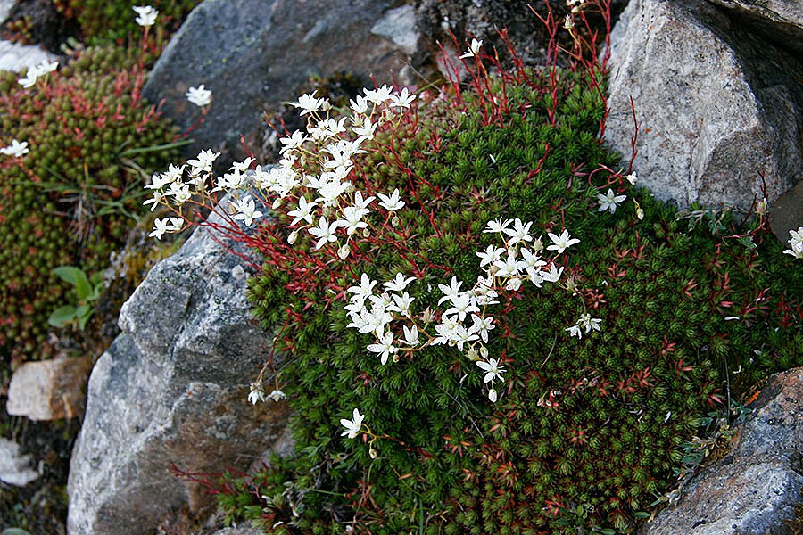 more saxifraga...