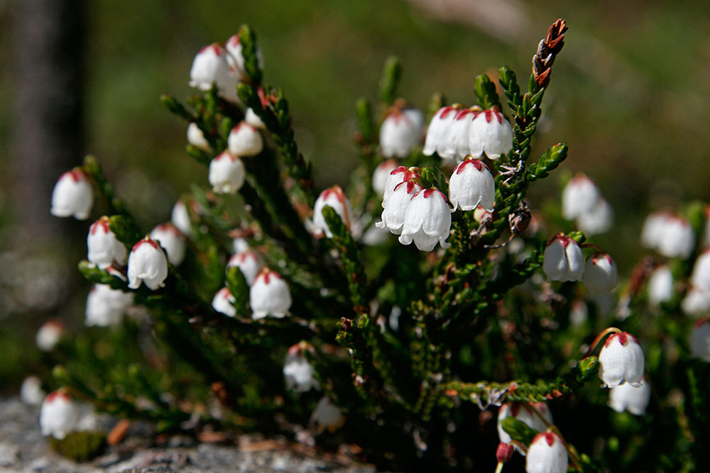 Alpine flowers...