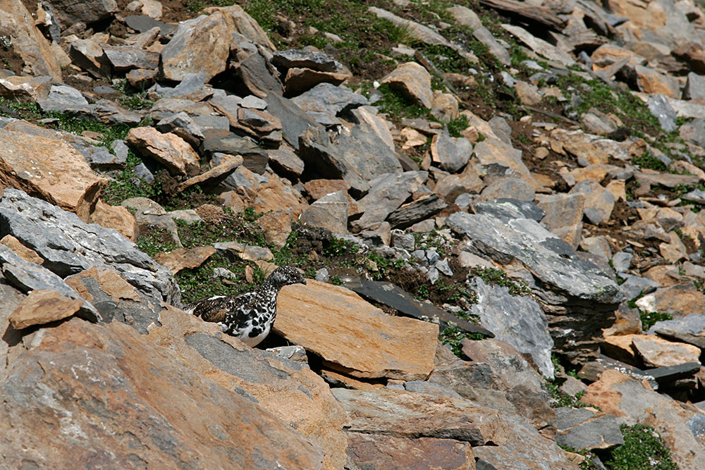 Ptarmigan...