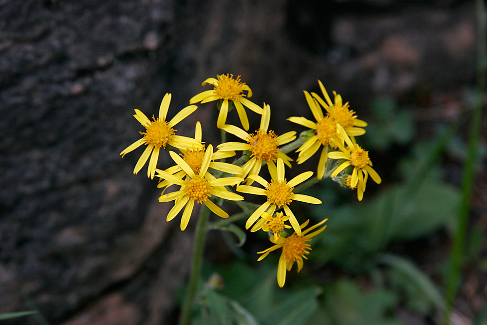 Arnica augustifolia (Alpine Arnica?)...
