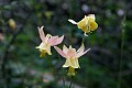 Aquilegia flavescens (Columbine)...