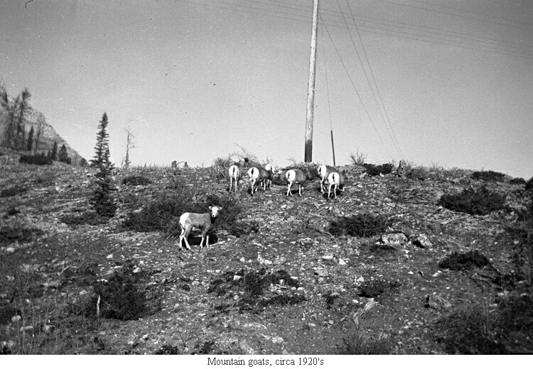 Mountain goats, circa 1920's