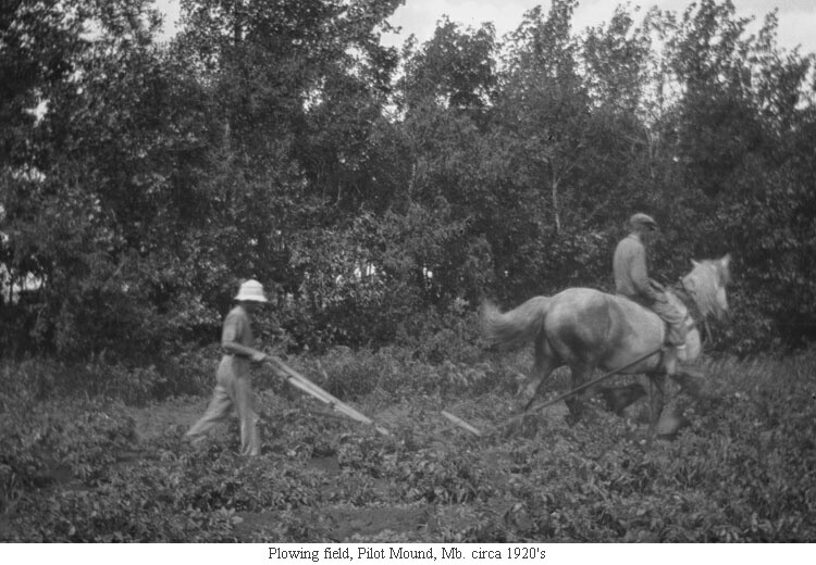 Plowing field, Pilot Mound, Mb. circa 1920's