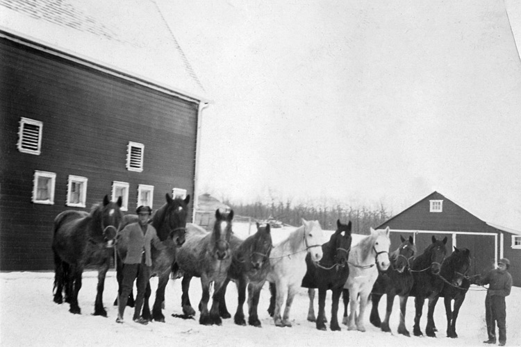 The farm horses: "Jeff, Meg, Jeb, Bob, Cap, Barney, Lady, Sandy, Lad, Lu", c.1935