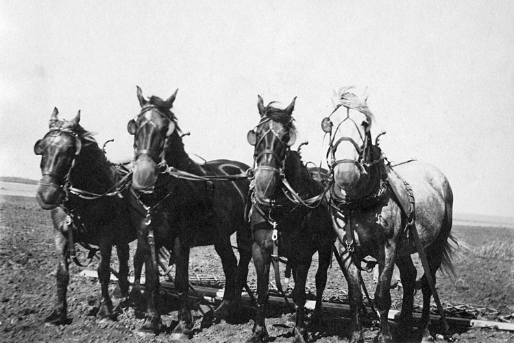 Horse drawn harrows, c.1935