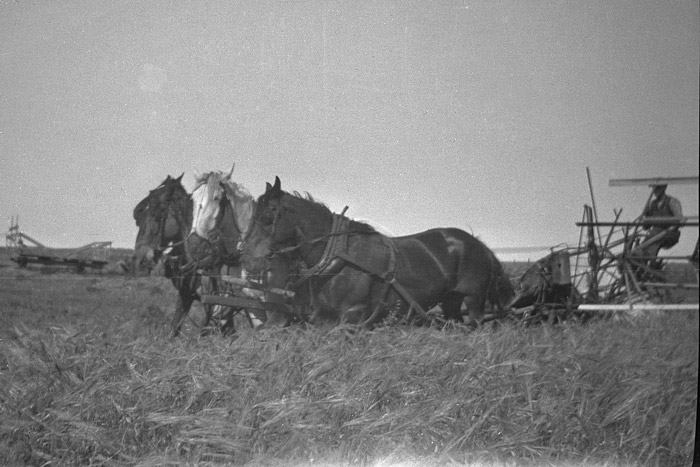 Cutting barley with a horse drawn haybine, c.1935