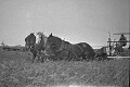Cutting barley with a horse drawn haybine, c.1935