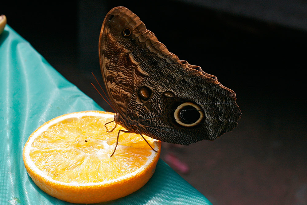 the Giant Owl butterfly, Caligo memnon, <br />from Costa Rica...