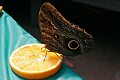 the Giant Owl butterfly, Caligo memnon, <br />from Costa Rica...