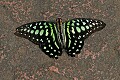 Graphium agamemnon or Tailed Jay, <br />from the Philippines...