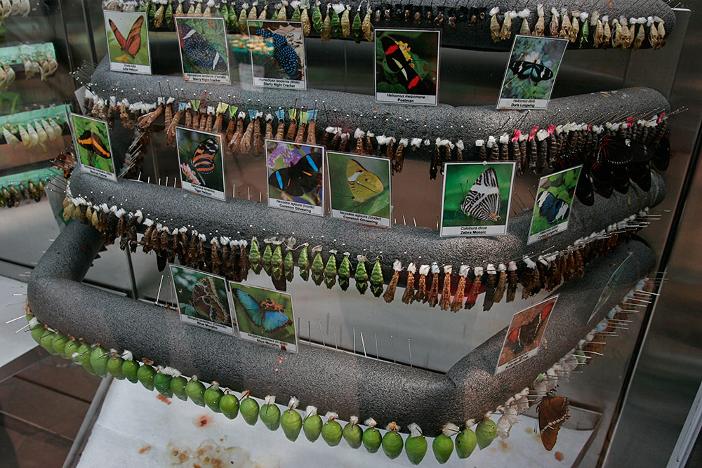 with hundreds of pupae waiting to open...