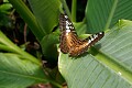 a Brown Clipper, or Parthenos sylvia, <br />from Asia...