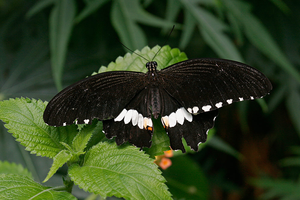 a Papilio polytes, or Common Mormon <br />found in all parts of south Asia...