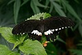 a Papilio polytes, or Common Mormon <br />found in all parts of south Asia...
