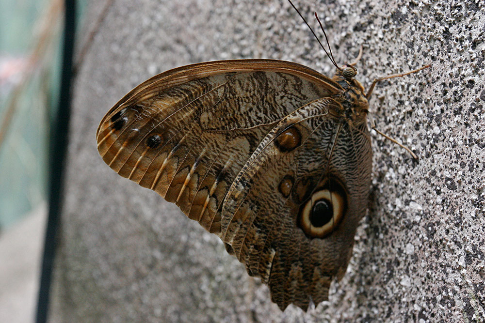 a Giant Owl Butterfly...