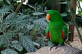 green Parrot, from Papua New Guinea...
