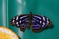 a Myselia cyaniris, or Tropical Blue Wing,<br />found from Mexico to Peru...