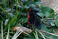 a Papilio rumanzovia or Scarlet Mormon butterfly, <br />from the Philippines...