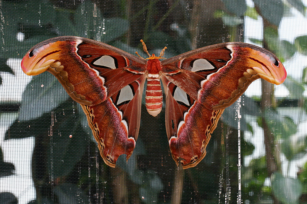 the Attacus atlas or Great Atlas moth, an enormous <br />insect with a wingspan over 8 inches...