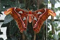 the Attacus atlas or Great Atlas moth, an enormous <br />insect with a wingspan over 8 inches...