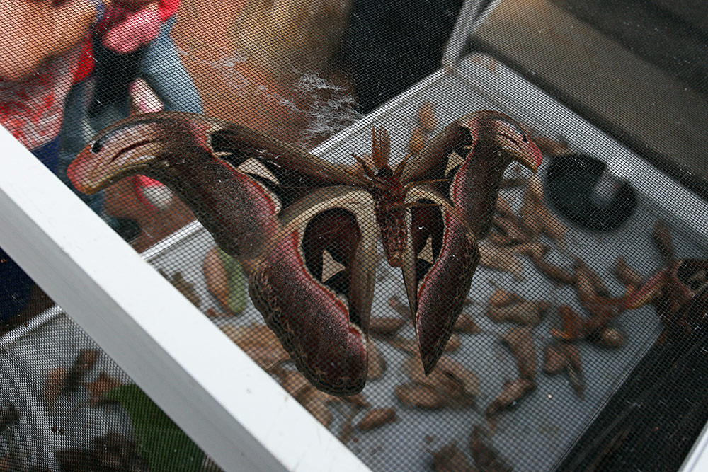 adult Atlas moth...
