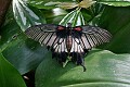 a Papilio memnon or Great Mormon, <br />from the Philippines...