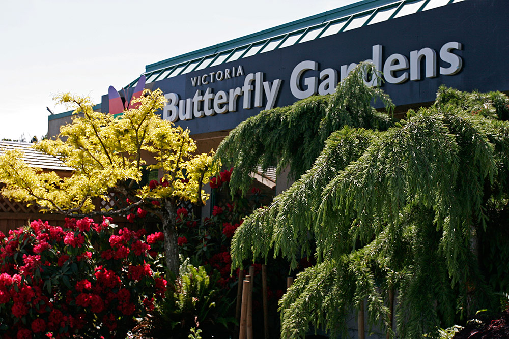 No trip to Vancouver Island is complete without <br />a visit to the Butterfly gardens...