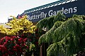 No trip to Vancouver Island is complete without <br />a visit to the Butterfly gardens...