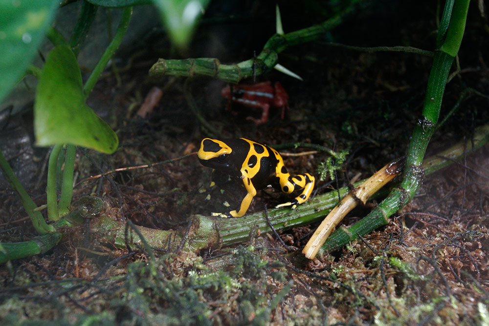 full of remarkable little creatures...