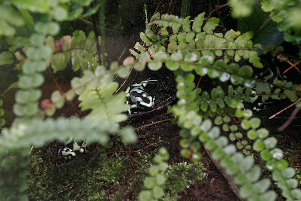 the exquisite and dangerous poison dart frogs <br />from Central and South America...