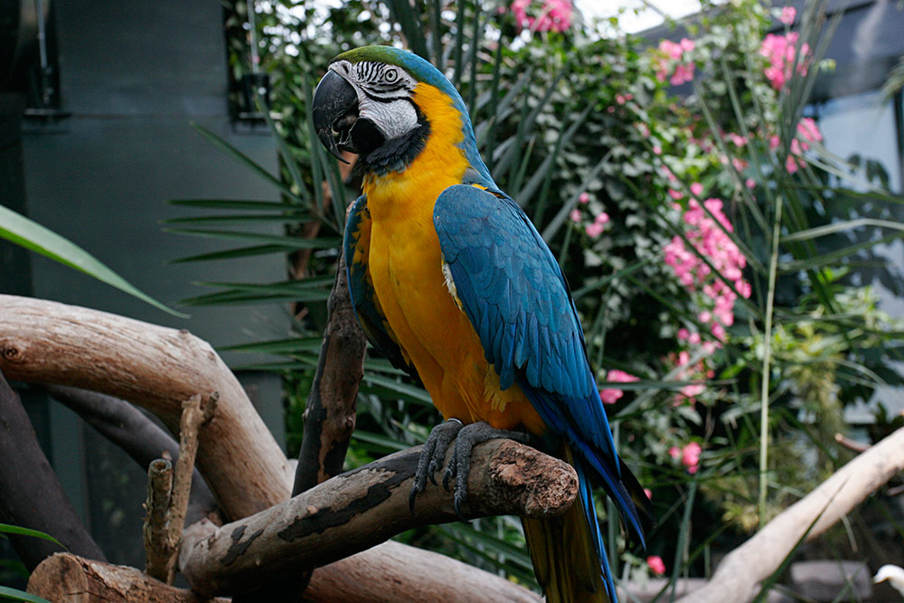 a Blue Crowned Conure from Argentina...