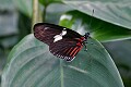 Heliconius erato, or Red Spot longwing,<br />from northern South America...