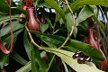 a Hypolimnas bolina and Pitcher Plant <br />from South East Asia...
