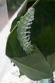 the Giant Atlas Moth caterpiller... Attacus atlas...